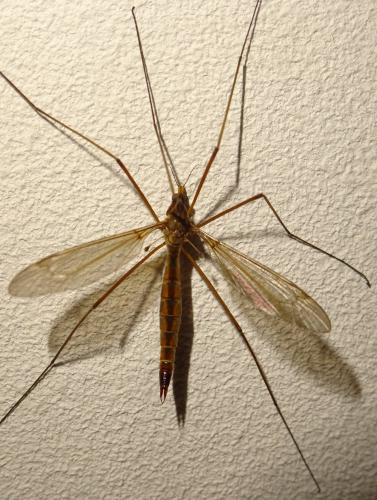 Tipula livida
